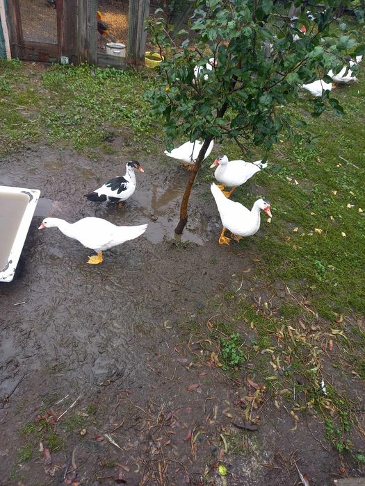 Kaczki francuskie