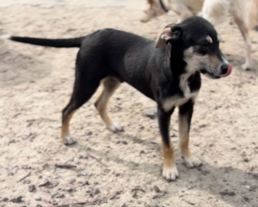 Красивый и добрый пес Бурбон