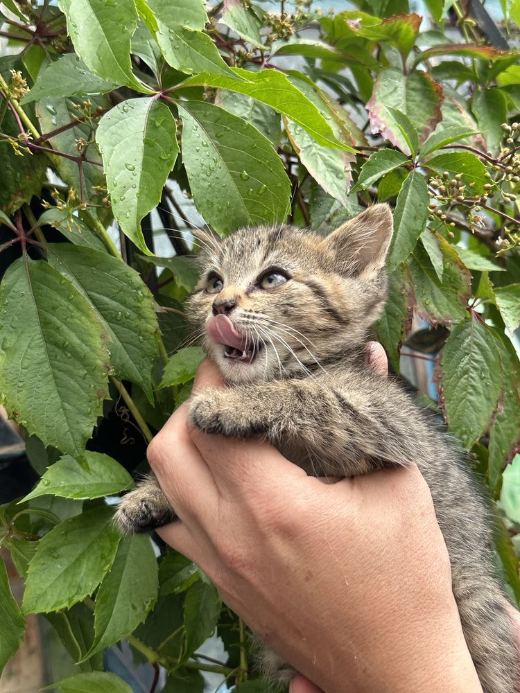 Віддам маленьких котиків!