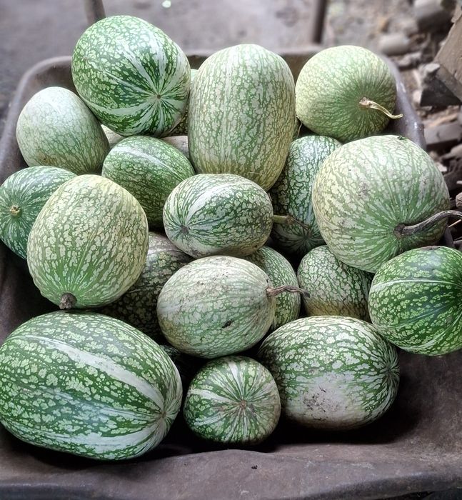 Abóbora Gila produção selvagem.