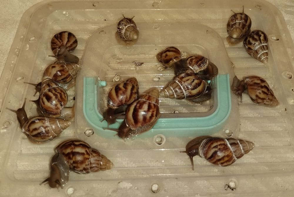 Улитки Ахатины 30 грн Нивки-Виноградарь