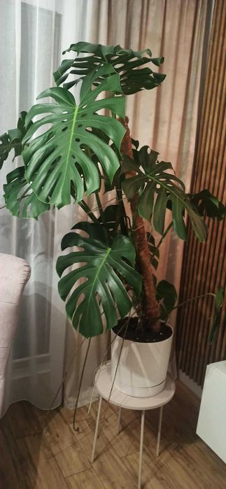 kwiat Monstera w donicy