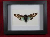 Cykada w ramce 22 x 17 cm . Tosena splendida .