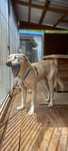 Labrador biszkoptowy mix, 2 letni przyjazny adopcja za darmo oddam