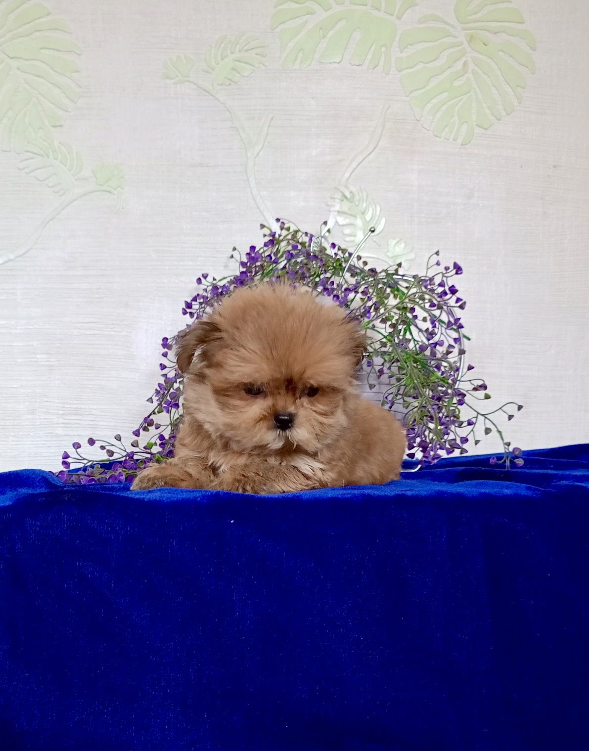 Imperial micro хлопчик