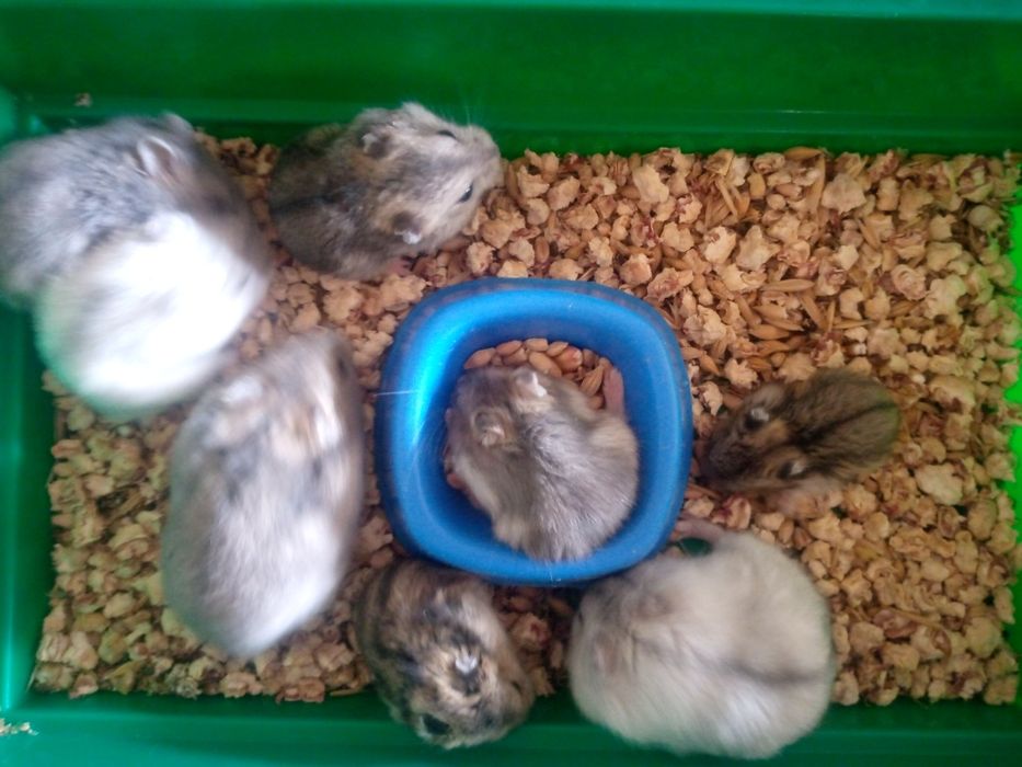 Джунгарский хомяк