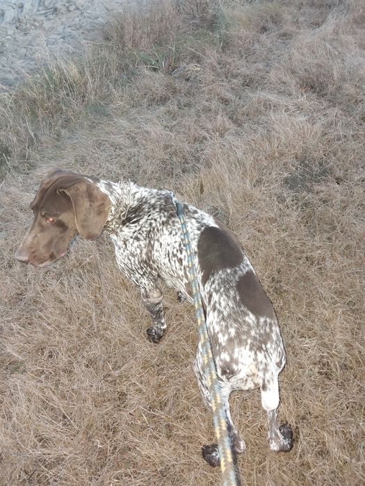 Wyżeł Niemiecki krótkowłosy