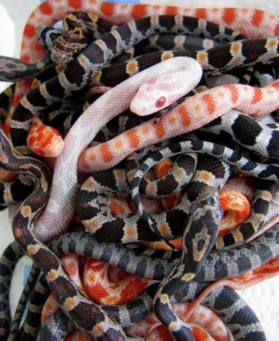 Маїсовий полоз - карликові зміїки для домашнього тераріума
