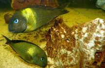 Tanganika Tropheus Brichardi Karago f1 bezp.transport certyfikat