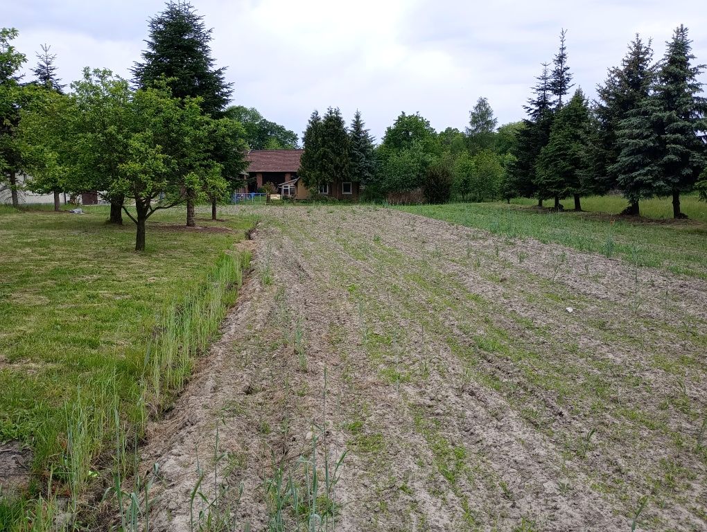 Sprzedam dwie działki budowlane 34a- Międzybórz