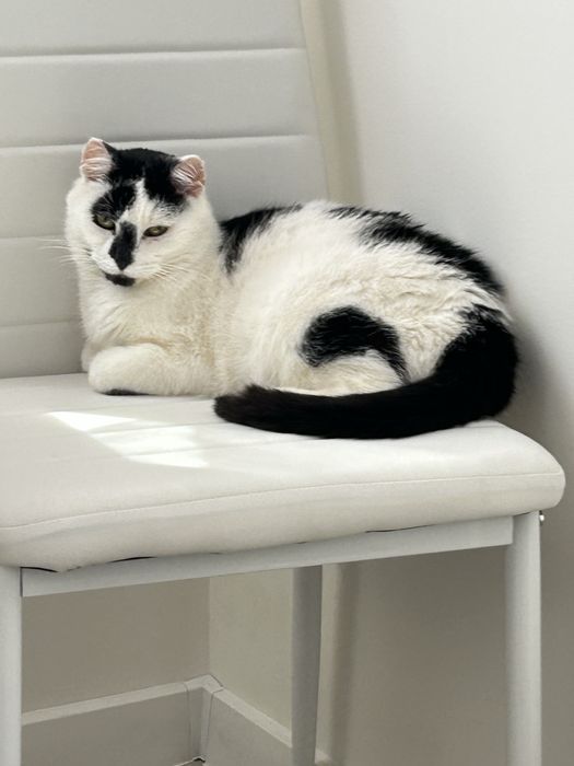 Marcel - poleca się do adopcji