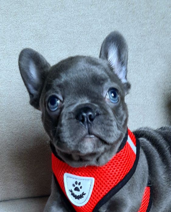 Buldog francuski piesek