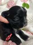 Shih tzu chlopiec samiec czarny bialy
