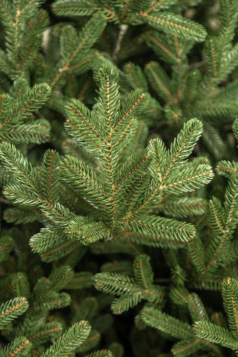 Віденська зелена лита ялинка преміум якості Сіга Груп Ёлка