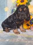 Cocker spaniel angielski - piesek