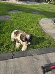 Szczeniak shih tzu