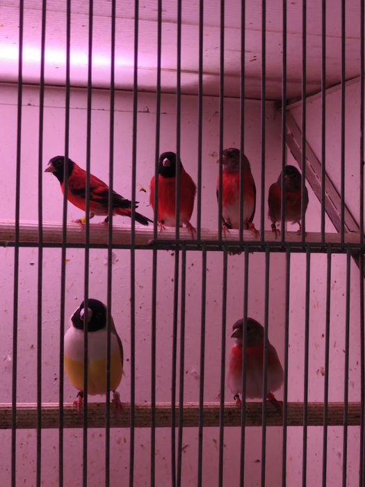 Cardinalitos bonitos