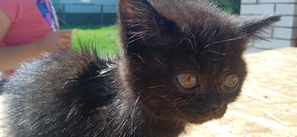 Шотландське породнята кошеня