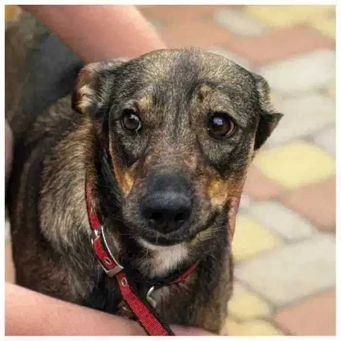 Молодая собака (девочка) в добрые руки