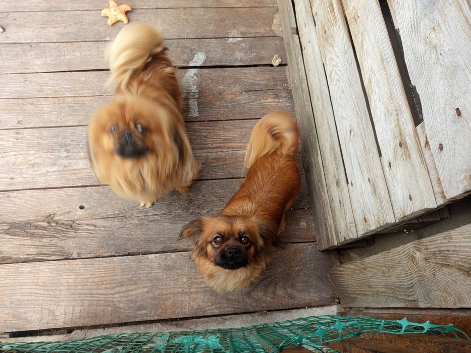 Piesek i suczka pekinczyk