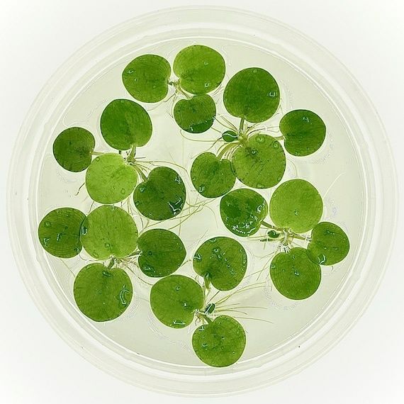Limnobium laevigatum