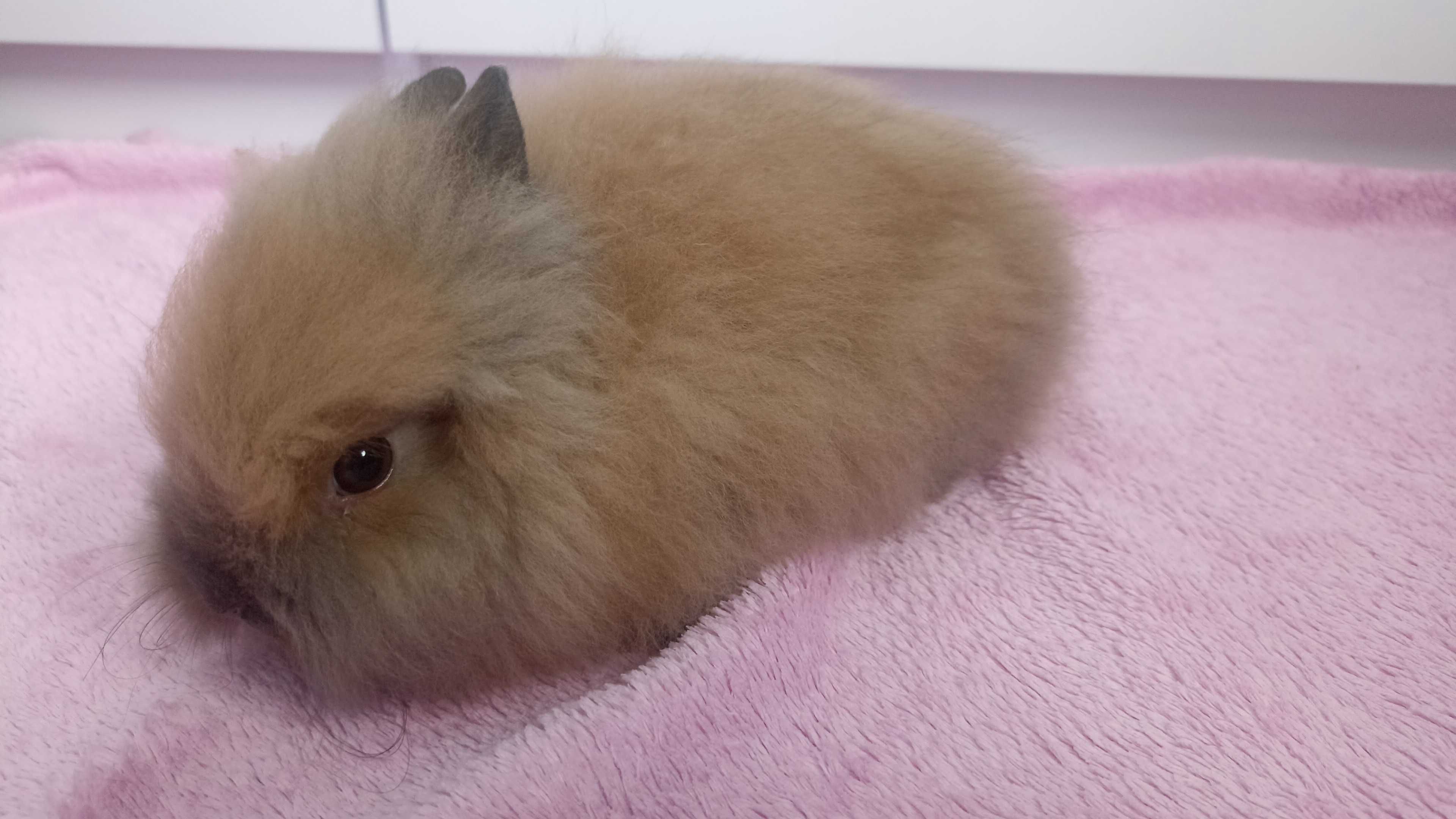 Królik Karzełek Teddy królik Miniaturka gotowe do odbioru króliczki