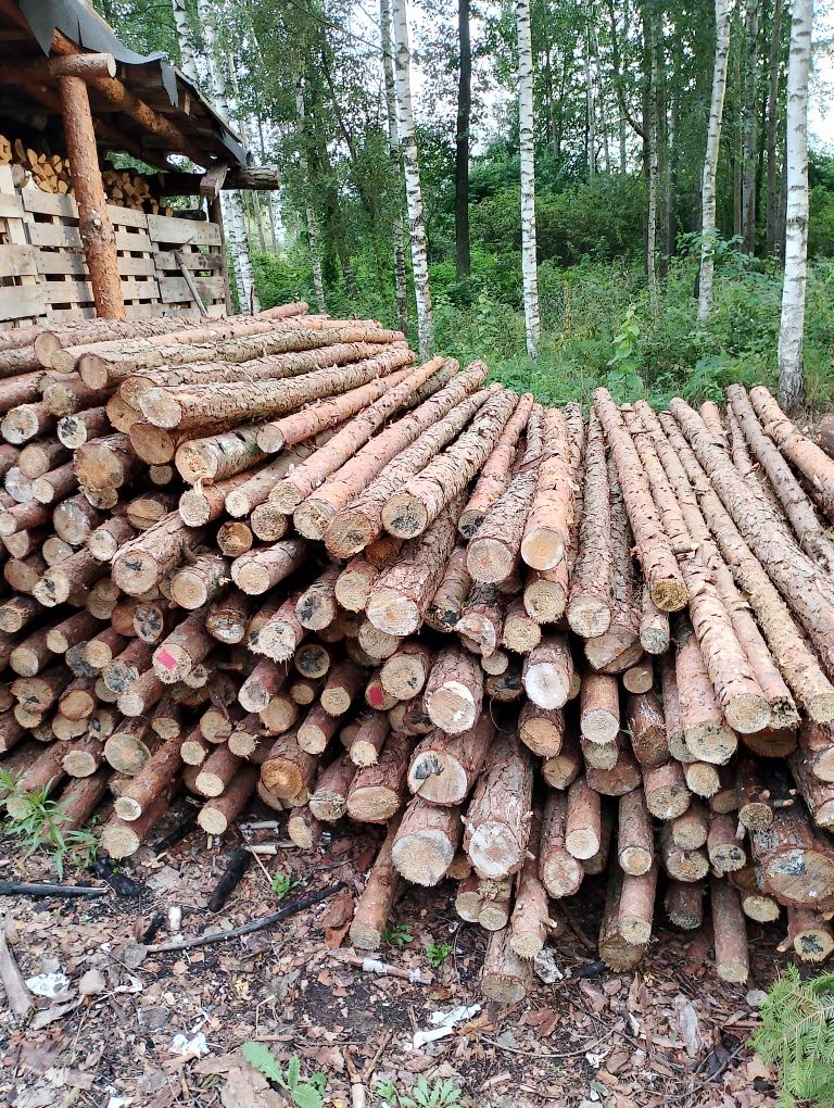 Stemple różne długości 3m 4metry kołki sosnowe