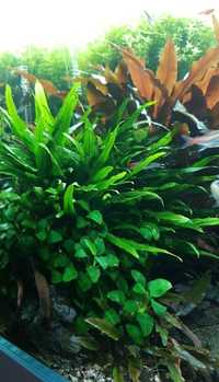 Planta aquario - microsorum pteropus narrow