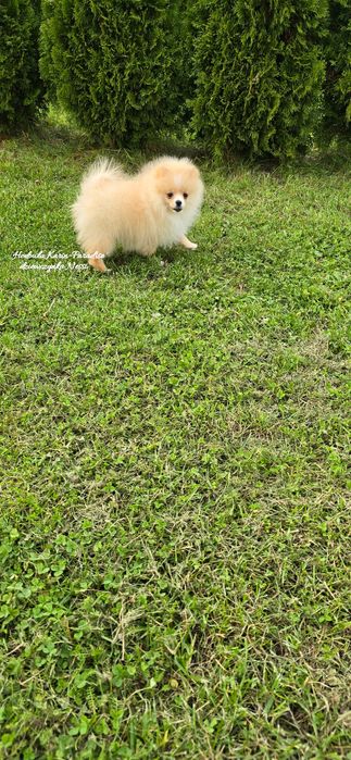 Szpic miniaturowy pomeranian suczka biszkoptowa