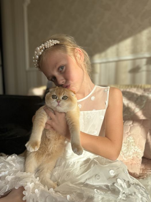 Кошенята Шотландці. Золота шиншилла. 4.5 міс.