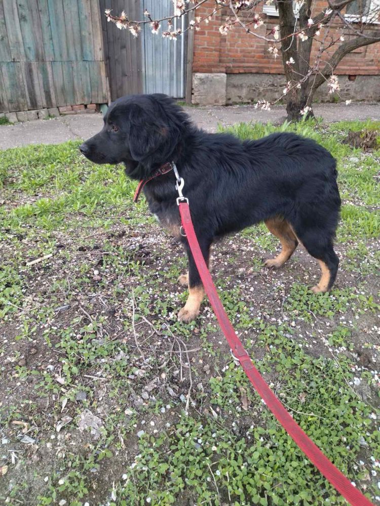 Отдам бесплатно .