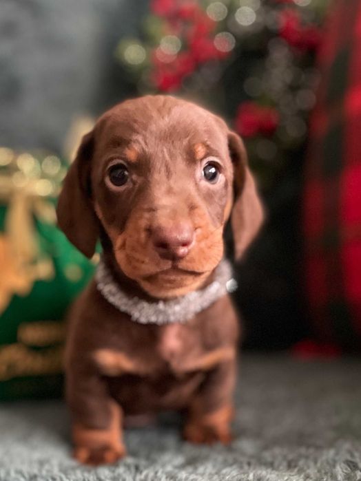 Teckel Miniatura macho chocolate