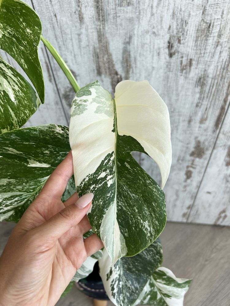 Vendo Monstera Albo Variegata