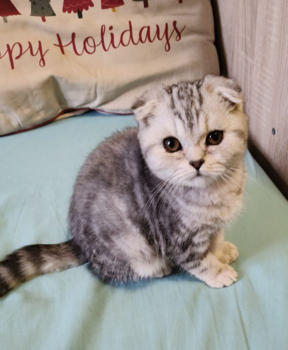 Шотландський красунчик преміум класу