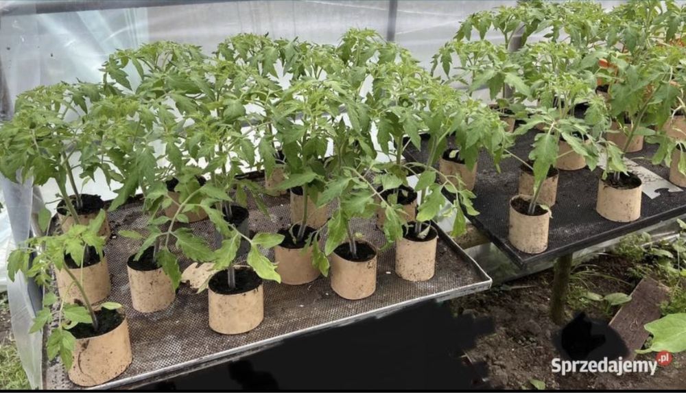 Ekologiczna rozsada pomidorów holenderskich malinowych i  ogorkow