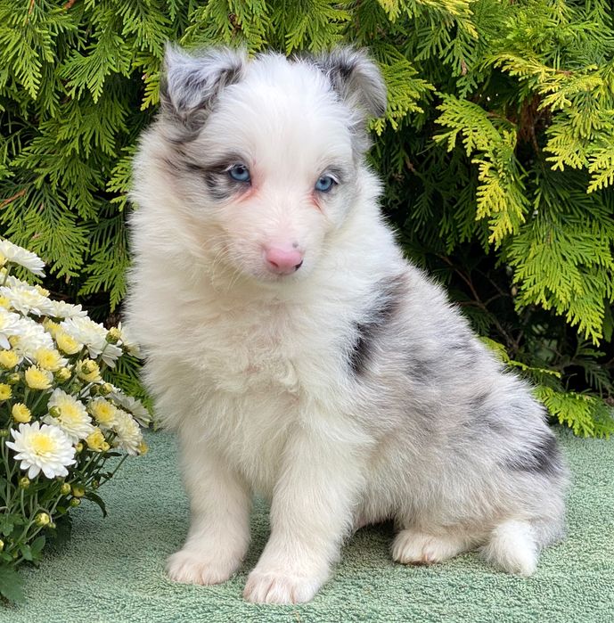 Border Collie chłopiec blue merle
