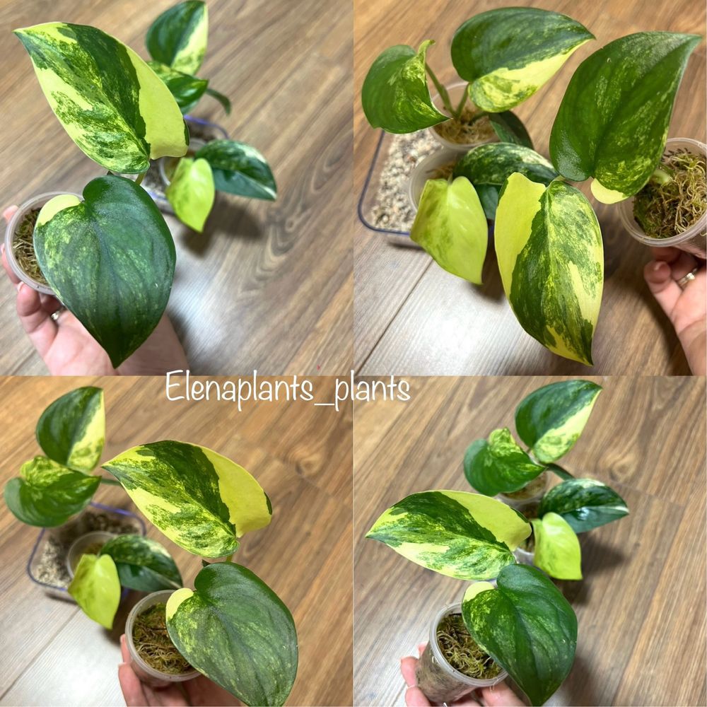 Сциндапсус Coriaceus var., Snowflake, Mayari, Jade Satin yellow