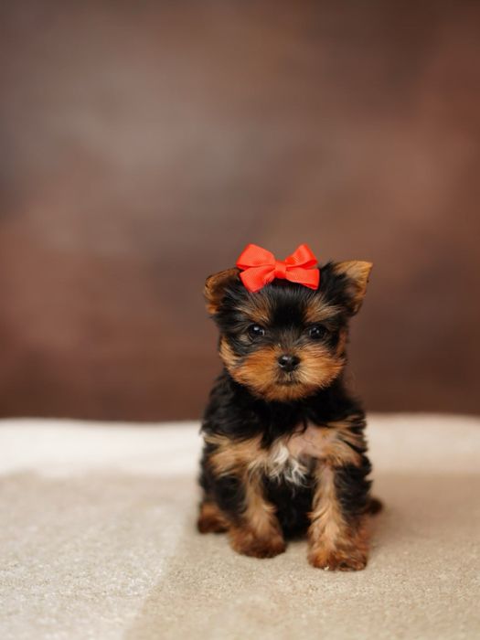 Йоркширские красотульки