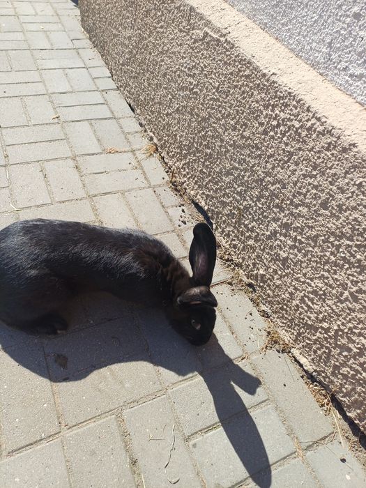 Sprzedam SAMICE srokacz