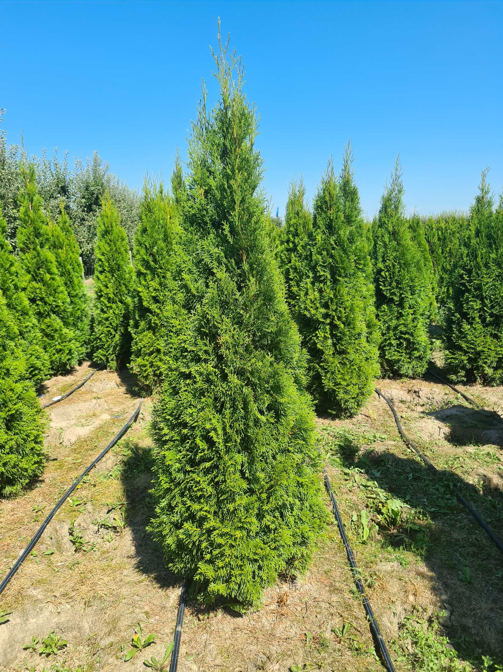 Tuja Szmaragd, Thuja Smaragd 220 cm i wyższe SUPER JAKOŚĆ, PRODUCENT