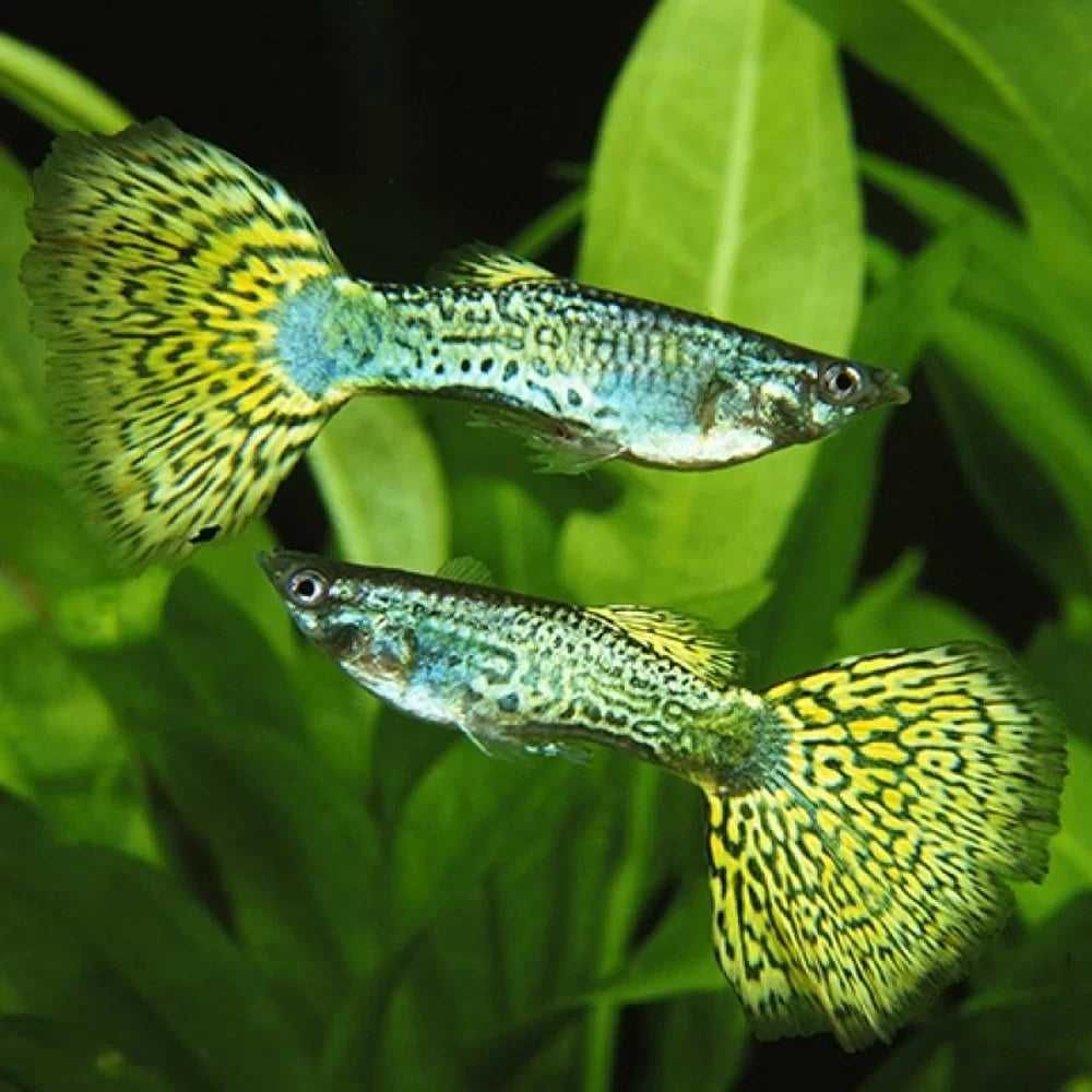 Rybki do akwarium - Gupik Green Cobra