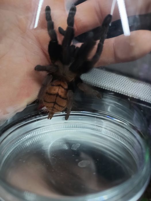 Chilobrachys fimbriatus