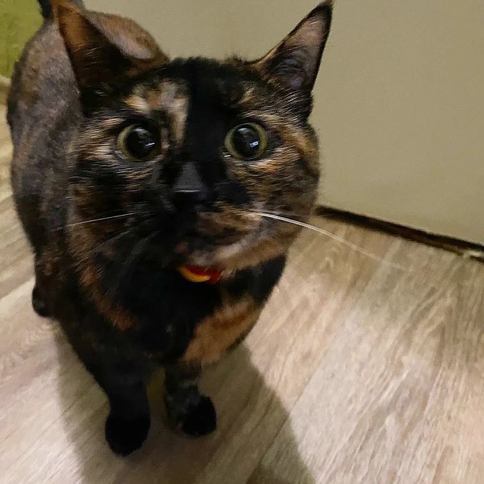 Терміново віддаються котики