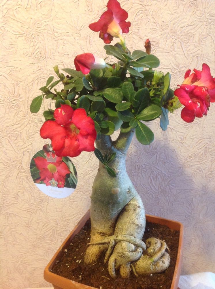 Редкое многолетнее комнатное цветущее растение Роза пустыни.