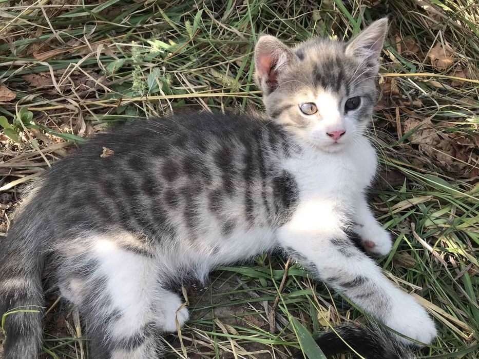 Віддам,подарую котика в добрі руки