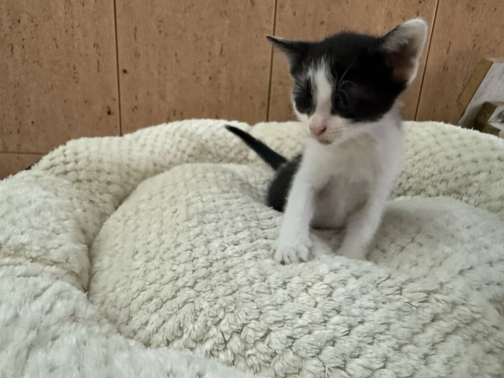 Gatinho macho para adopção