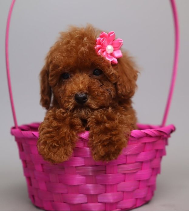 Віп дівчинка той.   пудель Ред браун