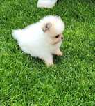 Szpic Miniaturowy pomeranian pies