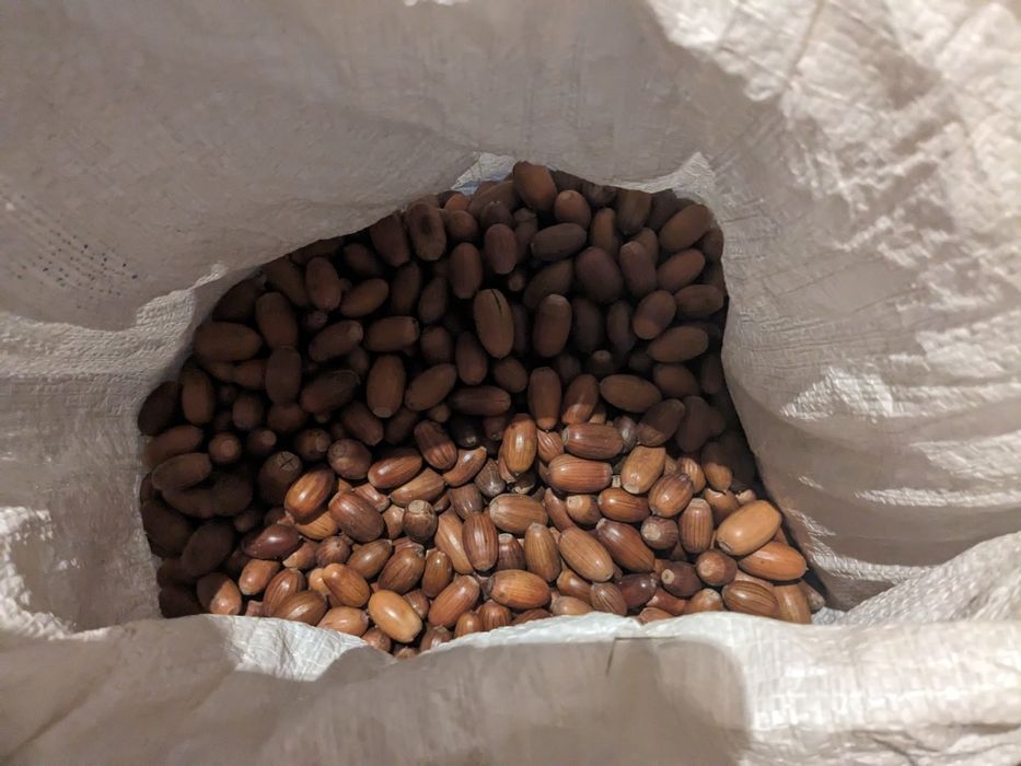 Жолуді дуба звичайного