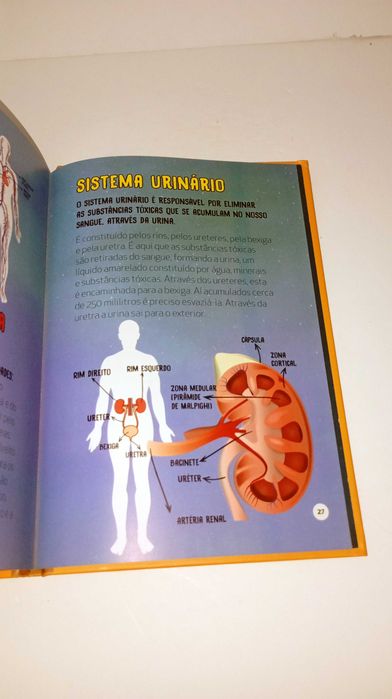 À descoberta do corpo humano